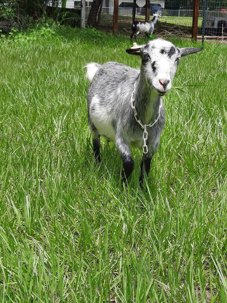 Nigerian Dwarf Goats