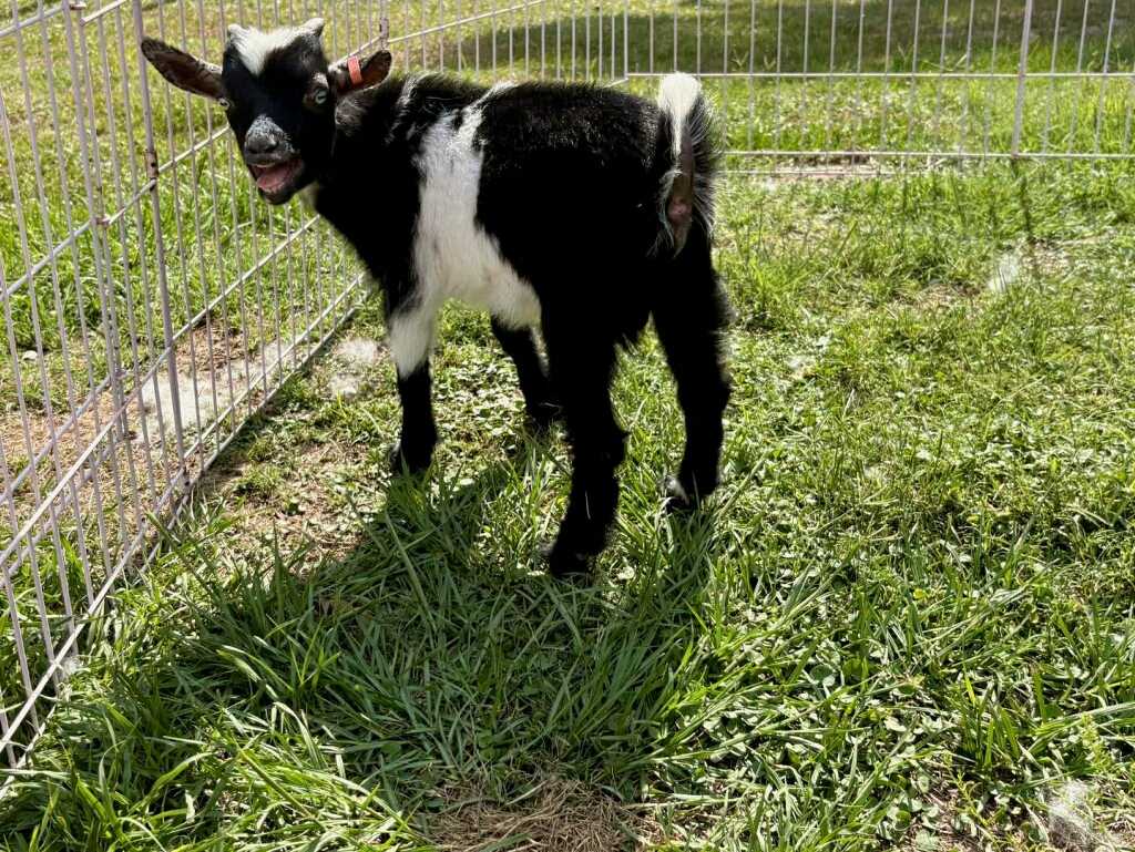 Nigerian Dwarf Buckling – Born 2/25/2026