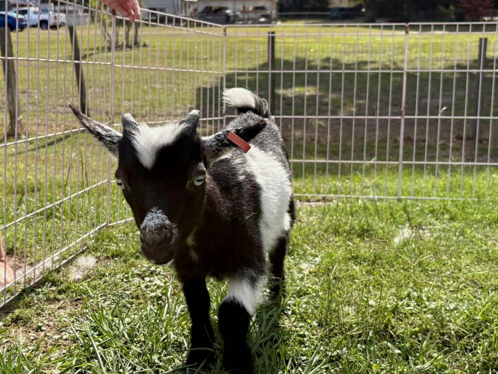 Nigerian Dwarf Buckling – Born 2/25/2026