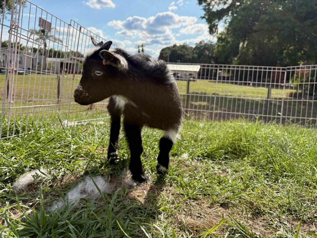 Nigerian Dwarf Buckling – Born 2/25/2026