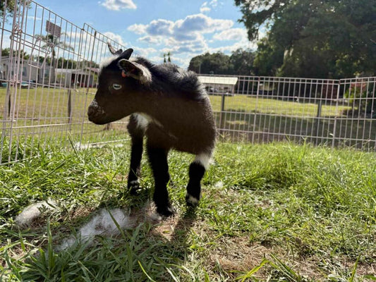 Nigerian Dwarf Buckling – Born 2/25/2026